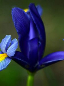 Preview wallpaper iris, flower, petals, stains