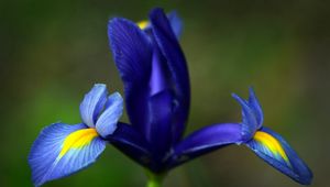 Preview wallpaper iris, flower, petals, stains