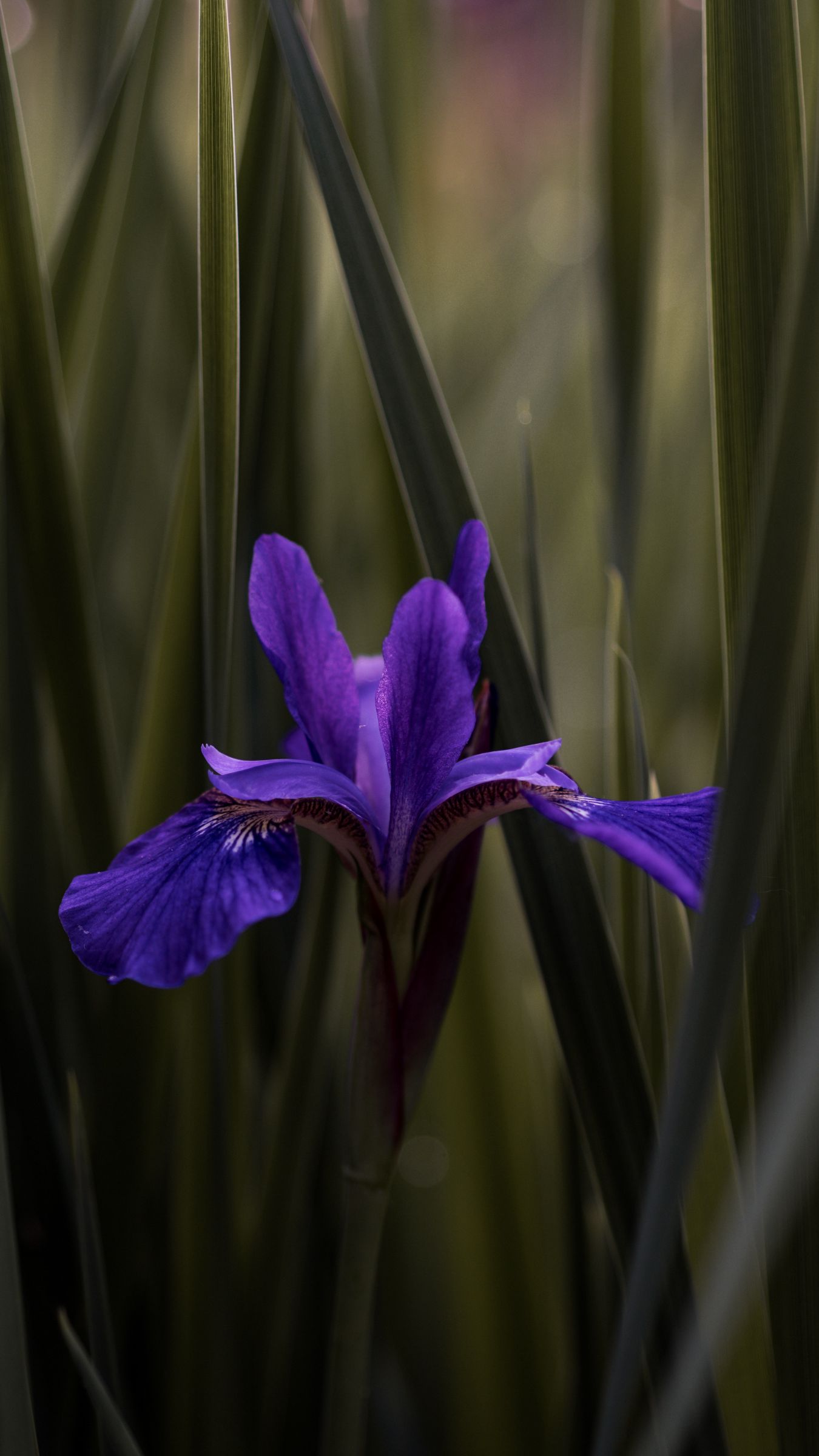 Wallpaper Iris, 5k, 4k wallpaper, macro, flowers, purple, OS #5347