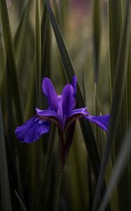 Preview wallpaper iris, flower, purple, leaves, blur