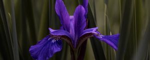 Preview wallpaper iris, flower, purple, leaves, blur