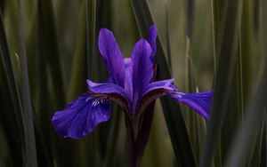 Preview wallpaper iris, flower, purple, leaves, blur
