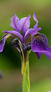 Preview wallpaper iris, flower, purple, petals