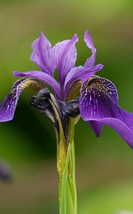 Preview wallpaper iris, flower, purple, petals