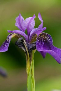 Preview wallpaper iris, flower, purple, petals