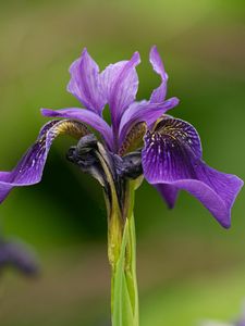 Preview wallpaper iris, flower, purple, petals