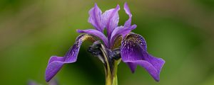 Preview wallpaper iris, flower, purple, petals