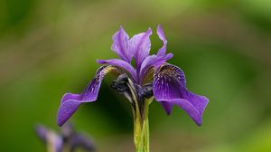 Preview wallpaper iris, flower, purple, petals