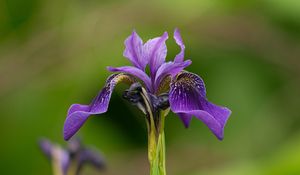 Preview wallpaper iris, flower, purple, petals