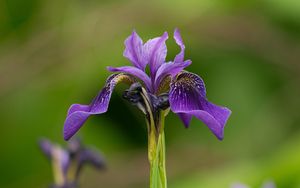 Preview wallpaper iris, flower, purple, petals