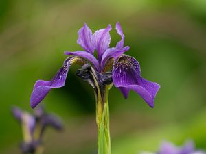 Preview wallpaper iris, flower, purple, petals