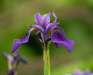 Preview wallpaper iris, flower, purple, petals