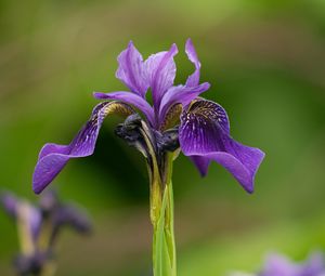 Preview wallpaper iris, flower, purple, petals