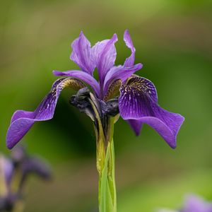 Preview wallpaper iris, flower, purple, petals