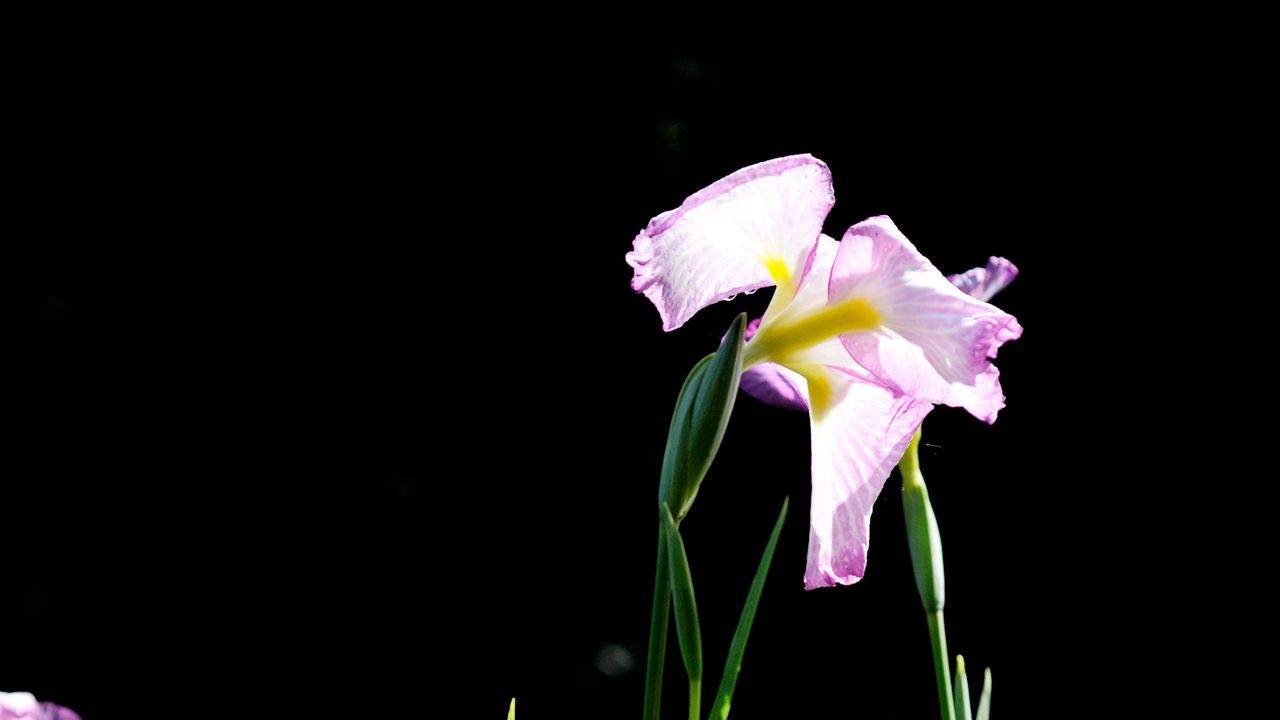 Wallpaper iris, flowers, grass