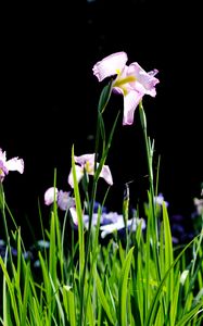 Preview wallpaper iris, flowers, grass