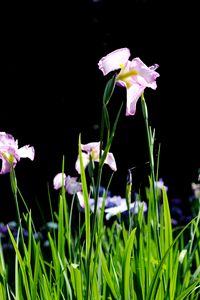 Preview wallpaper iris, flowers, grass