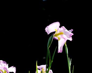 Preview wallpaper iris, flowers, grass