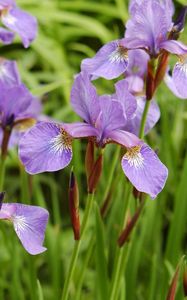 Preview wallpaper iris, flowers, leaves, petals, buds