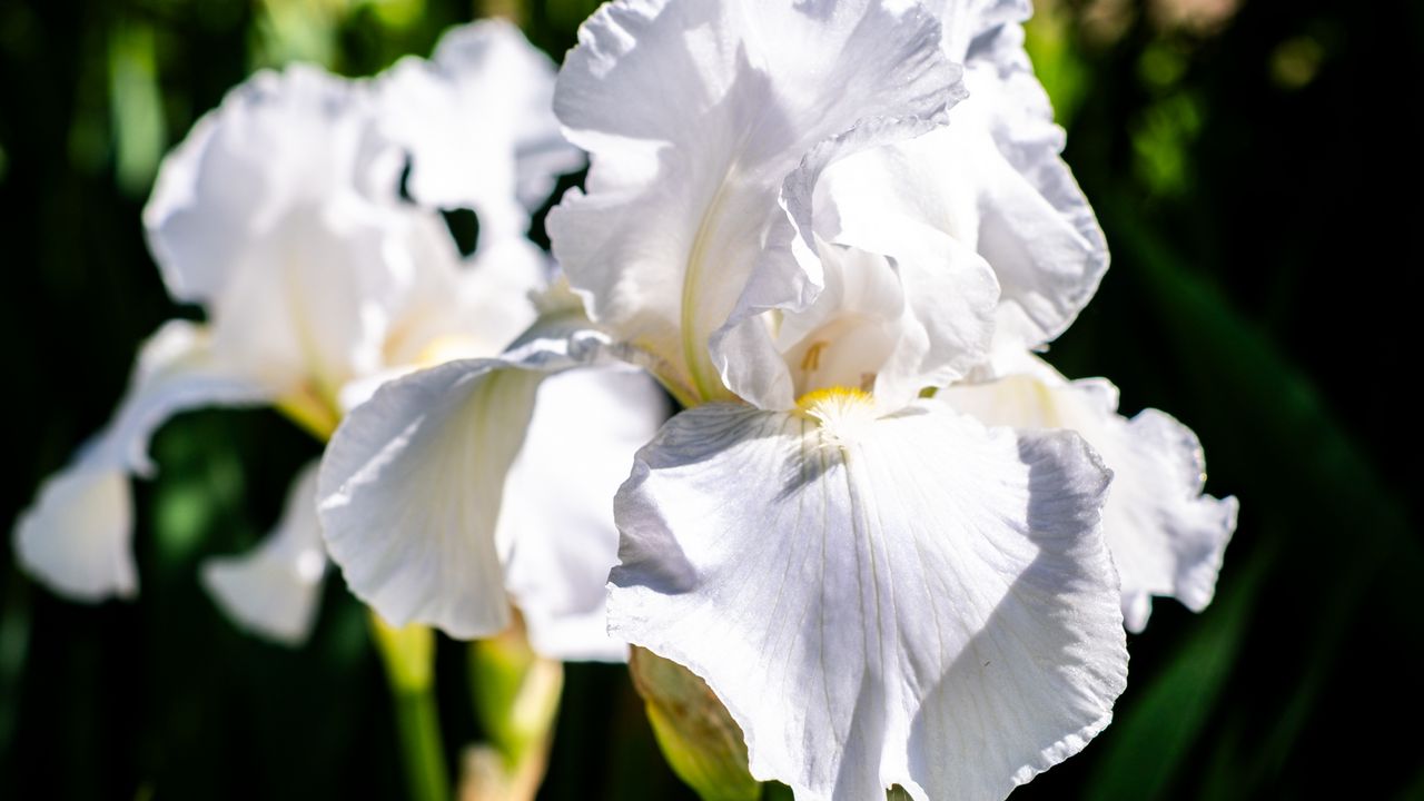 Wallpaper iris, flowers, petals, white, green, macro