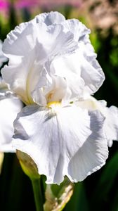 Preview wallpaper iris, flowers, petals, white, green, macro