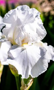 Preview wallpaper iris, flowers, petals, white, green, macro