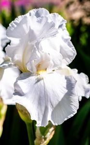 Preview wallpaper iris, flowers, petals, white, green, macro