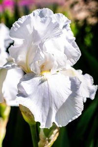 Preview wallpaper iris, flowers, petals, white, green, macro