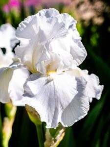Preview wallpaper iris, flowers, petals, white, green, macro