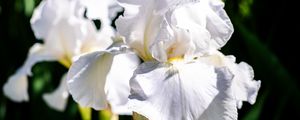 Preview wallpaper iris, flowers, petals, white, green, macro