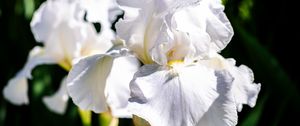 Preview wallpaper iris, flowers, petals, white, green, macro