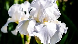 Preview wallpaper iris, flowers, petals, white, green, macro