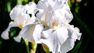 Preview wallpaper iris, flowers, petals, white, green, macro