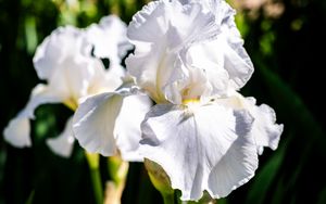 Preview wallpaper iris, flowers, petals, white, green, macro