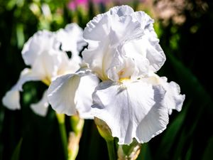 Preview wallpaper iris, flowers, petals, white, green, macro