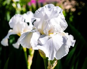 Preview wallpaper iris, flowers, petals, white, green, macro