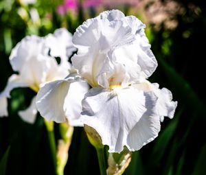 Preview wallpaper iris, flowers, petals, white, green, macro