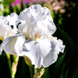 Preview wallpaper iris, flowers, petals, white, green, macro