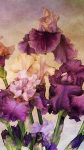 Preview wallpaper irises, bouquet, background