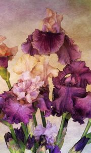 Preview wallpaper irises, bouquet, background