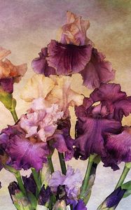 Preview wallpaper irises, bouquet, background