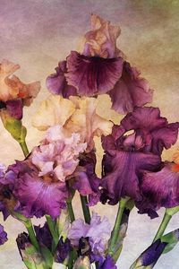 Preview wallpaper irises, bouquet, background