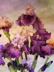 Preview wallpaper irises, bouquet, background