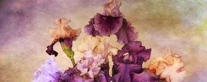 Preview wallpaper irises, bouquet, background