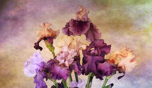 Preview wallpaper irises, bouquet, background