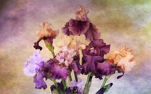 Preview wallpaper irises, bouquet, background