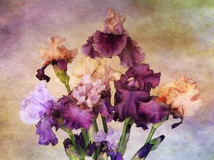 Preview wallpaper irises, bouquet, background