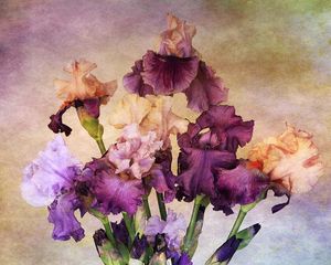 Preview wallpaper irises, bouquet, background