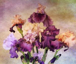 Preview wallpaper irises, bouquet, background