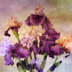 Preview wallpaper irises, bouquet, background